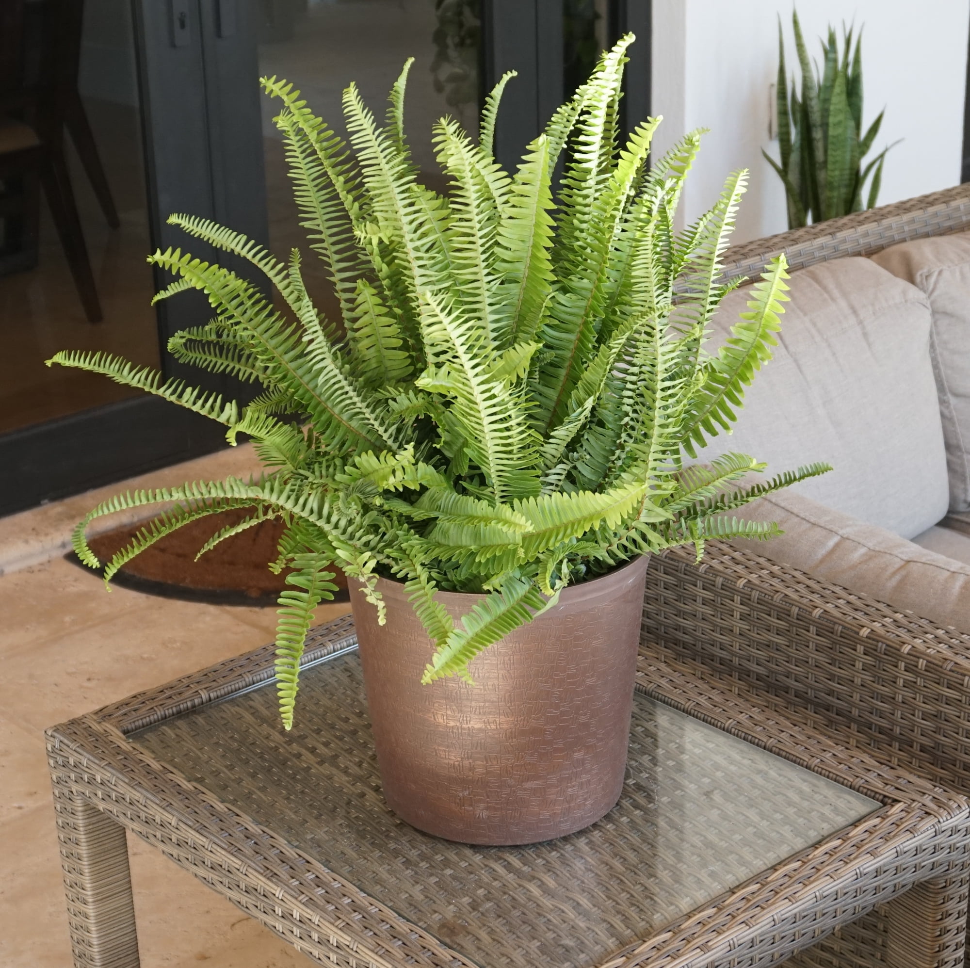 United Nursery Live Kimberly Fern Indoor Green Houseplant 24in Tall in 10-inch Grower Pot