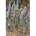 thumbnail image 2 of Haney, Chuck 13x18 Gold Ornate Wood Framed with Double Matting Museum Art Print Titled - Wooly Jacket Prickly Pear Cactus and Penstemon at the Arizona Sonoran Desert Museum in Tucson-Arizo, 2 of 4