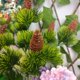thumbnail image 5 of Lámparas Solares De Plástico Árbol de Navidad solar verde para jardín, 70 cm (27,55"), iluminación decorativa exterior para fiestas (1 unidad) Rkxzt, 5 of 8