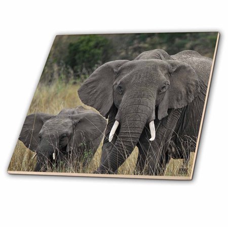 3dRose African elephant, Loxodonta africana, Masai Mara National Park Kenya Africa 2 - Ceramic Tile, 6-inch