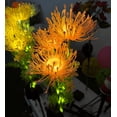 thumbnail image 2 of 4 Pack Solar Garden Lights Outdoor, Solar Flower Lights for Yard with Lighting Modes, Glowing Flowers & Stems, Auto ON/Off Outdoor Light for Garden Decoration,Yard Decor and Gift for Mother, 2 of 7