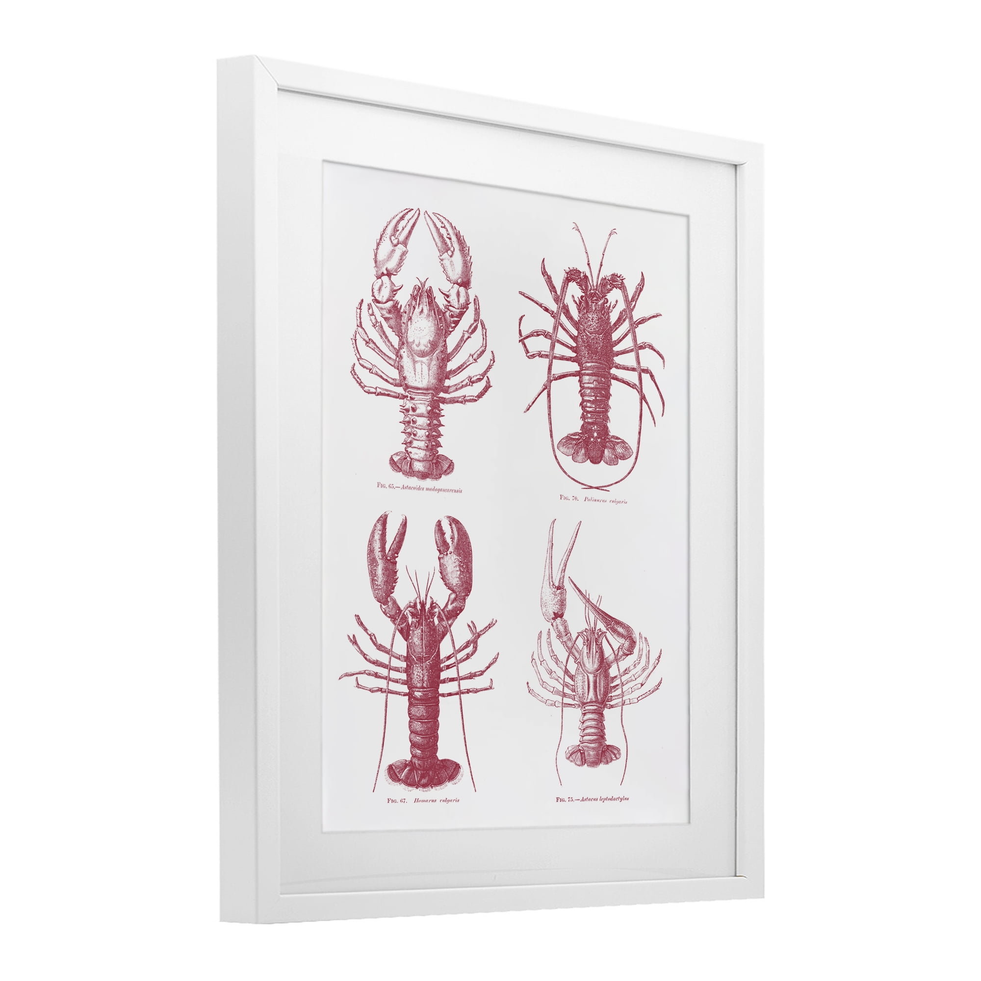 Timeless Lobsters Species White Framed Print Under Glass, design by Lettered and Lined