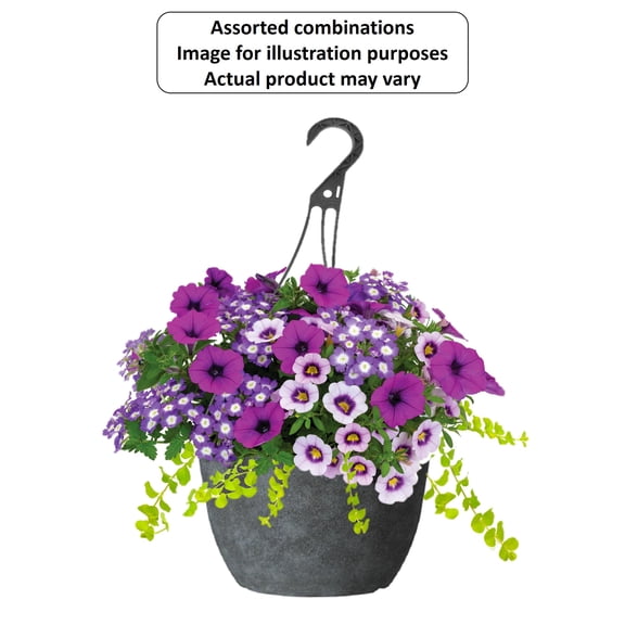 Expert Gardener #13 Hanging Basket Flowering Annuals, Assorted Colours & Varieties, Outdoor Live Plants for Home Garden