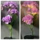 thumbnail image 4 of Luces solares de jardín con estaca para decoración de paisajes, patios y macizos de flores | Luces de hortensias para exteriores que cambian de color con tallos ajustables, 4 of 7