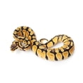 thumbnail image 2 of Pastel Ball Python Wall Decal by Wallmonkeys Peel and Stick Graphic (18 in W x 10 in H) WM169976, 2 of 4