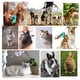 thumbnail image 4 of Cepillo autolimpiante para perros para mudar y acicalar mascotas de pelo corto y largo, elimina el pelo suelto, la capa interna, los enredos y los nudos, 4 of 5