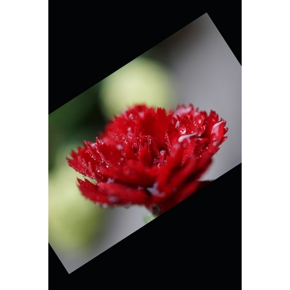 January 2020 Birthday... : Garnets, Carnations & lots of New Year celebrations! (Paperback)