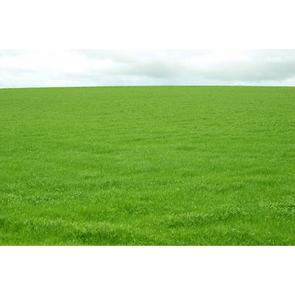 Creeping Red Fescue Fully Tested, Green Grass, Quick Germination Festuca Rubra. By OrOlam