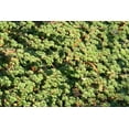 thumbnail image 4 of Classy Groundcovers, Creeping Raspberry, Creeping Bramble, Creeping Rubus, Crinkle-leaf Creeper, Trailing Raspberry (25 Pots, 3 1/2 inch square), 4 of 10