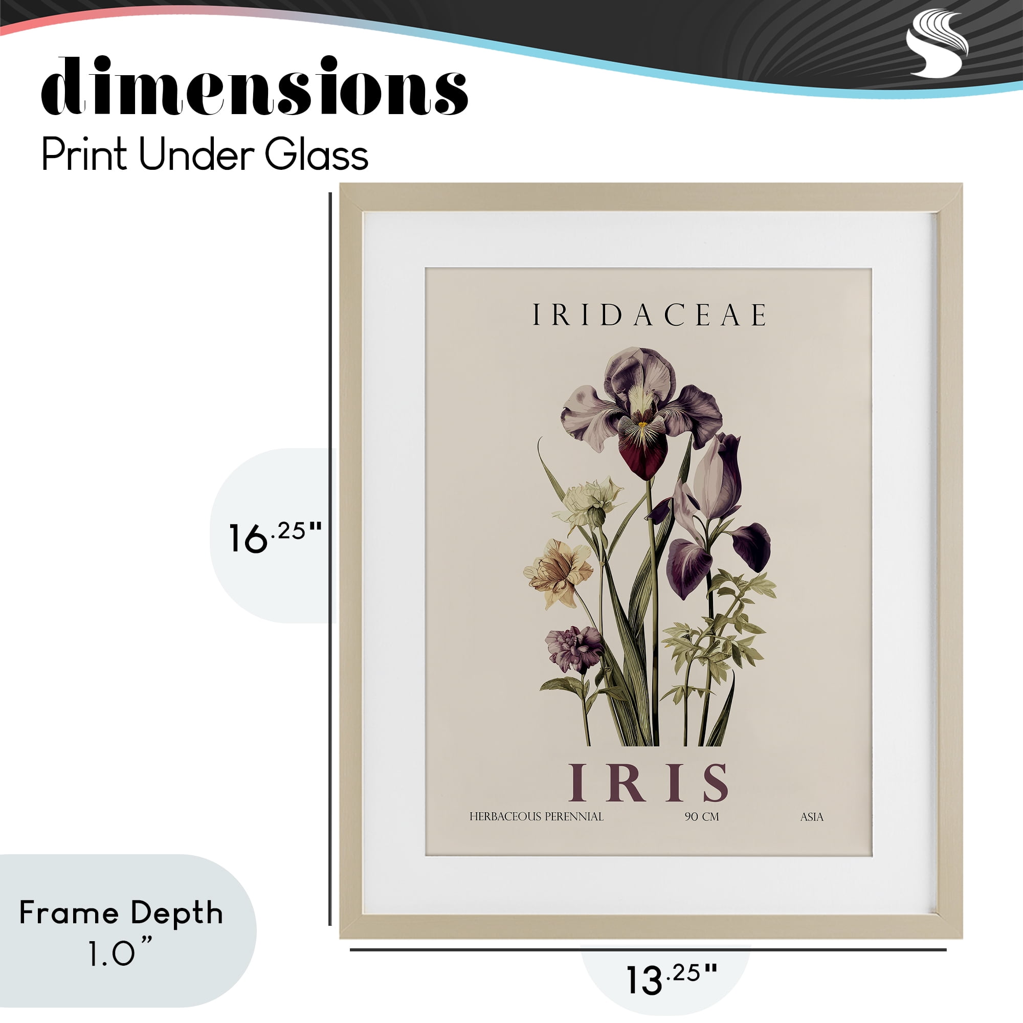 Stupell Industries Natural Iris Bundle Birch Framed Print Under Glass, design by Christopher Giampietro