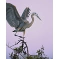 thumbnail image 2 of Kelley, David 12x14 Black Ornate Wood Framed with Double Matting Museum Art Print Titled - FL, Venice Great blue heron landing at its nest, 2 of 4