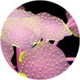 thumbnail image 2 of Decoraciones de acuario de anémona de mar artificial Accesorios de adorno de coral Decoración de peces de acuario Tanque Plantas decorativas 11 Ramas y hojas JFHHH pequeña, 2 of 4