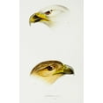 thumbnail image 2 of Gould, John 22x32 Gold Ornate Wood Framed with Double Matting Museum Art Print Titled - White-breasted sea-eagle and Little eagle, 2 of 4