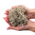 thumbnail image 3 of Premium Natural Spanish Moss | Natural Preserved - Great Ground Cover - Filler for Potted Plants - by Gardenera Labs - 3 Quart Bag, 3 of 7