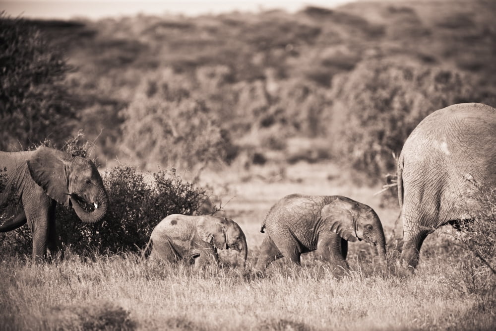 Elephants Walking I