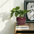 thumbnail image 4 of Ordivic 6 inch Glossy Red Ceramic Planter with Saucer & Drainage Hole, Small Tall Ceramic Planter for Snake Plants Office Home Decor, 4 of 6