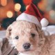 thumbnail image 4 of Farfi PET DOG PELUSH SANTA HAT SOMBRERO DE NAVIDAD CAPA DE NAVIDAD DE LA CABRA DEL PAPOR DE LA Partida del hogar Regalo de Navidad Farfi 15000321, 4 of 6