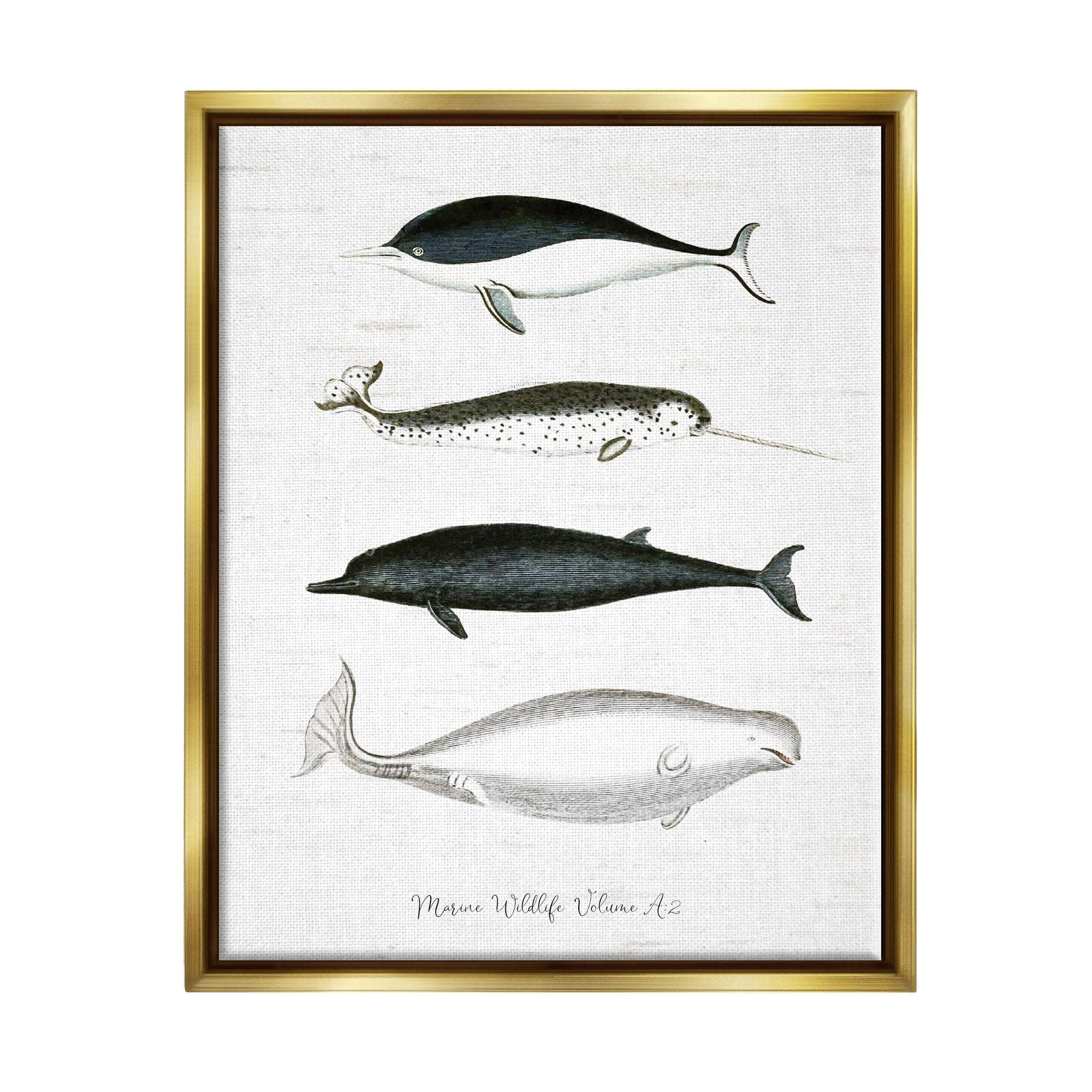Stupell Industries Nautical Sea Life Whales Narwhal Marine Drawings Graphic Art Metallic Gold Floating Framed Canvas Print Wall Art, Design by Lettered and Lined