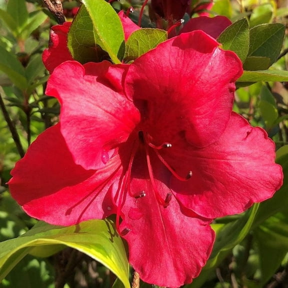 Azalea Johanna - 3 Gallon Pot, Live Semi-Dwarf Evergreen Shrub, Part Sun, Outdoor