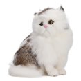 thumbnail image 2 of Plush Simulation Cat Toy, Artificial Hair Home Decoration Soft Cute Portable  Cat Model  For Desk, 2 of 7