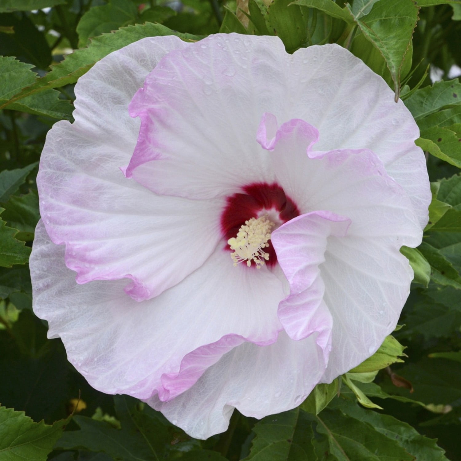 Proven Winners 18" White Summerific 'Ballet Slippers' Rose Mallow Live Plant in 8.88" Pot