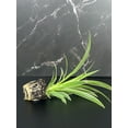 thumbnail image 3 of 3 Pack Airplane Spider Plant - Live Indoor Houseplant | Air-Purifying, Low Maintenance, Thrives in Home & Office | Live Plants Indoor, Variegated Houseplant, 3 of 5