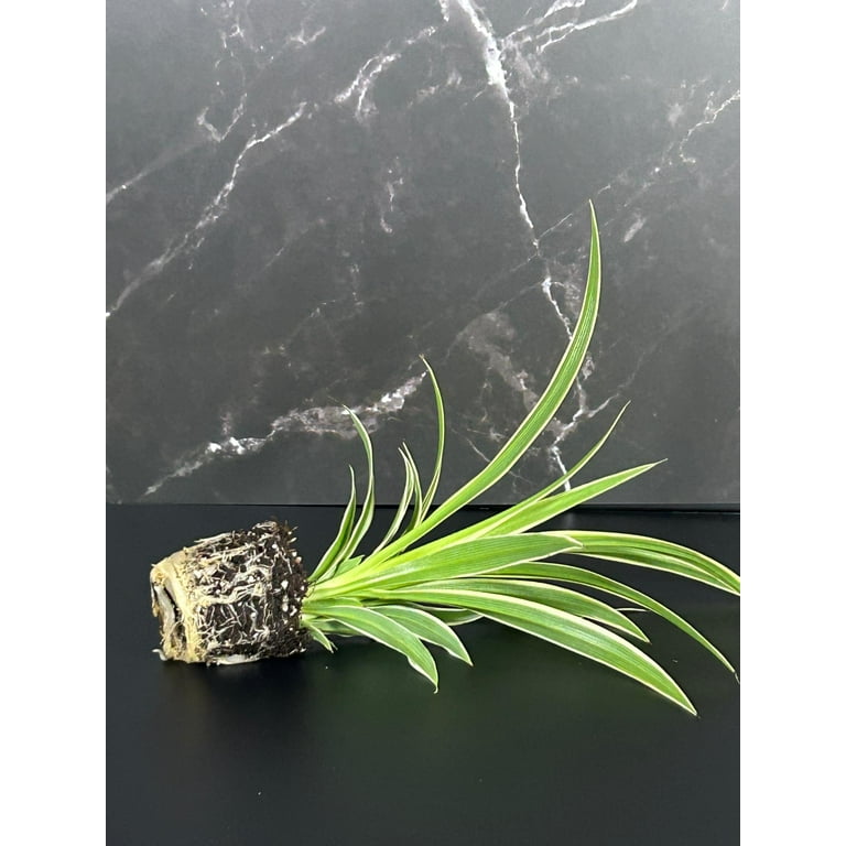 August Breeze Farm, Airplane Spider Plant, 3pk Indoor Houseplant,  Air-Purifying, Low Maintenance - Walmart.com