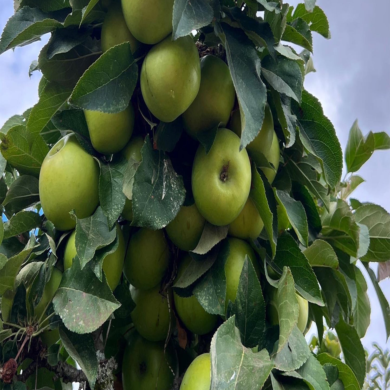 Expert Gardener 2-3' Tangy Green™ Columnar Apple Live Tree in 1 gal. Grower Pot