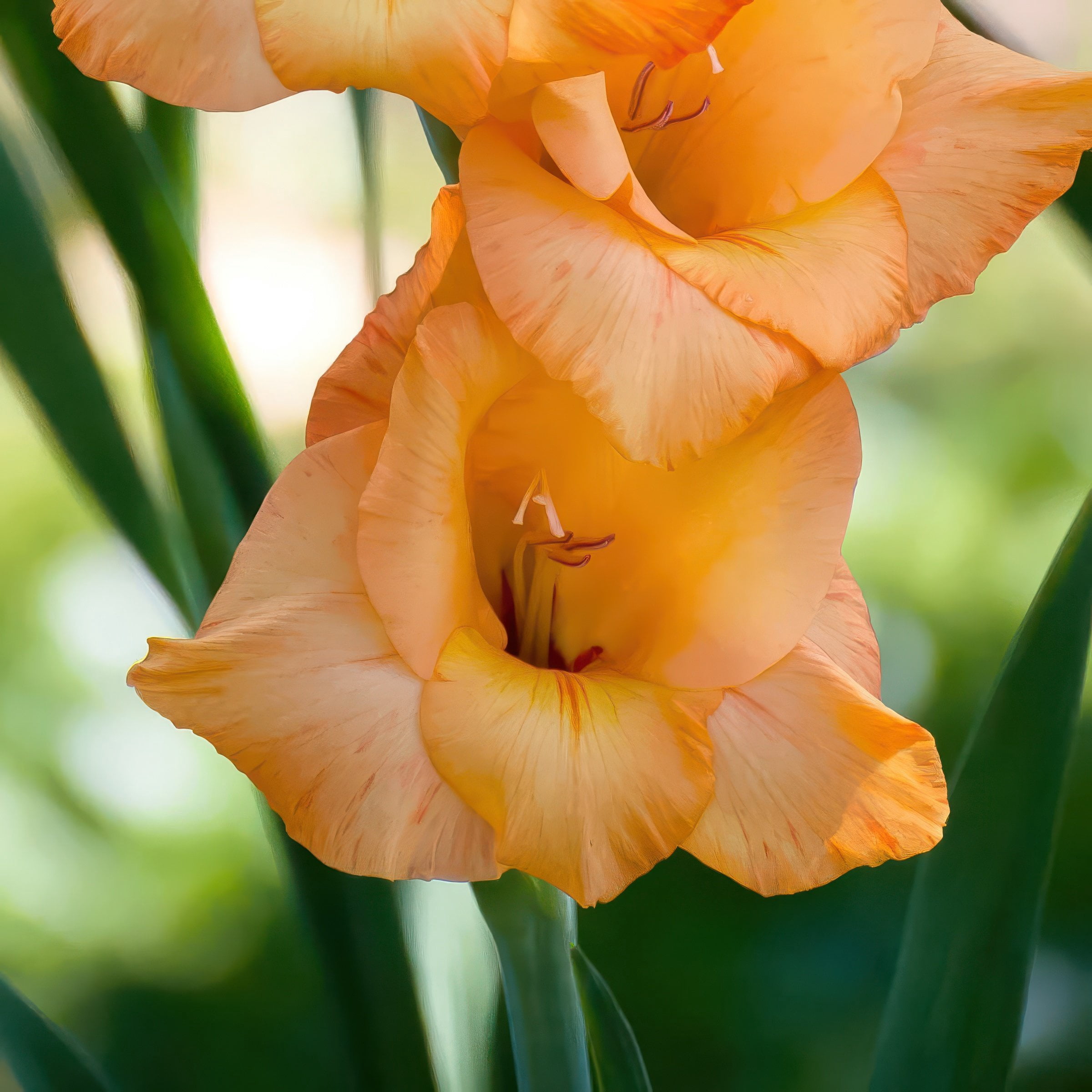 National Plant Network Gladioli Cornelli Bulbs (10-Pack)