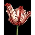 thumbnail image 3 of Harper, Ethan 15x18 Black Modern Framed Museum Art Print Titled - Vibrant Tulips II, 3 of 5