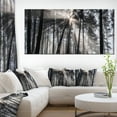 thumbnail image 1 of Design Art - Sunbeams through Black White Forest, 1 of 3