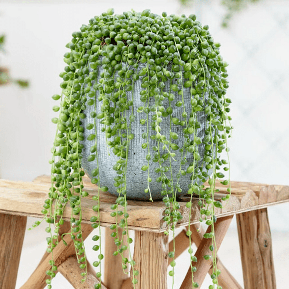 String of Pearls Plant Live, Hanging Succulent Live Plant, Trailing Succulent, Indoor Houseplant, In 2" Pot