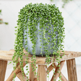 thumbnail image 5 of String of Pearls Plant Live, Hanging Succulent Live Plant, Trailing Succulent, Indoor Houseplant, In 2" Pot, 5 of 6