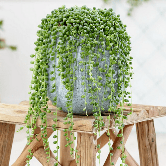 Trailing String of Pearls Plant Live Houseplant, In 2" Pot, Hanging Succulent Live Plant To Grow