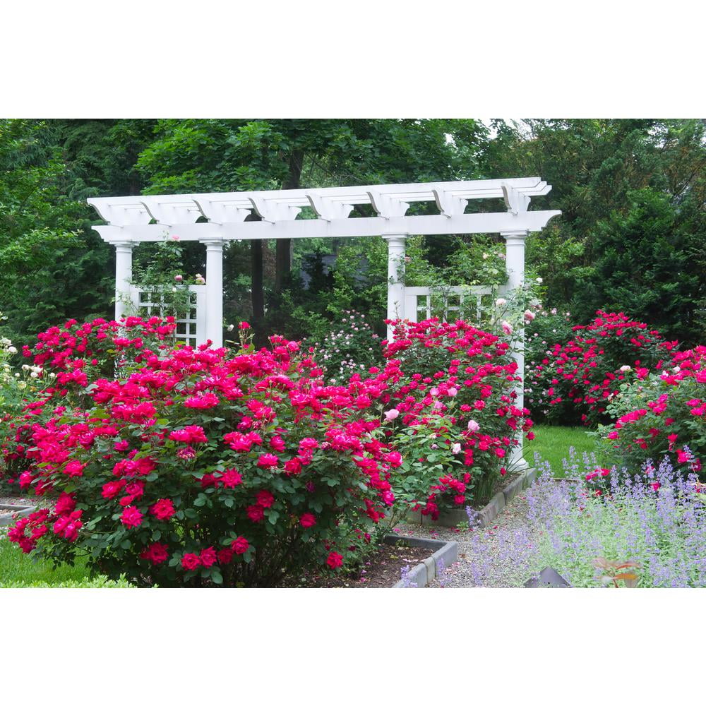 The Knock Out® Family of Roses 'The Red Double Knock Out® Rose' Live Shrub in 1-Gallon Grower Pot