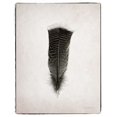 thumbnail image 2 of Feather III BW Poster Print by Debra Van Swearingen (11 x 14), 2 of 2