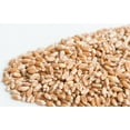 thumbnail image 2 of Mumm's Baies de Blé (Rouge Printemps Dur) Micro-Pousses et Graines Germées Grande Taille : 300 Grammes (10.6 oz) Cultiver Votre Propre Herbe de Blé Certifié Biologique et non-OGM Taux de Germination Élevé, 2 of 6