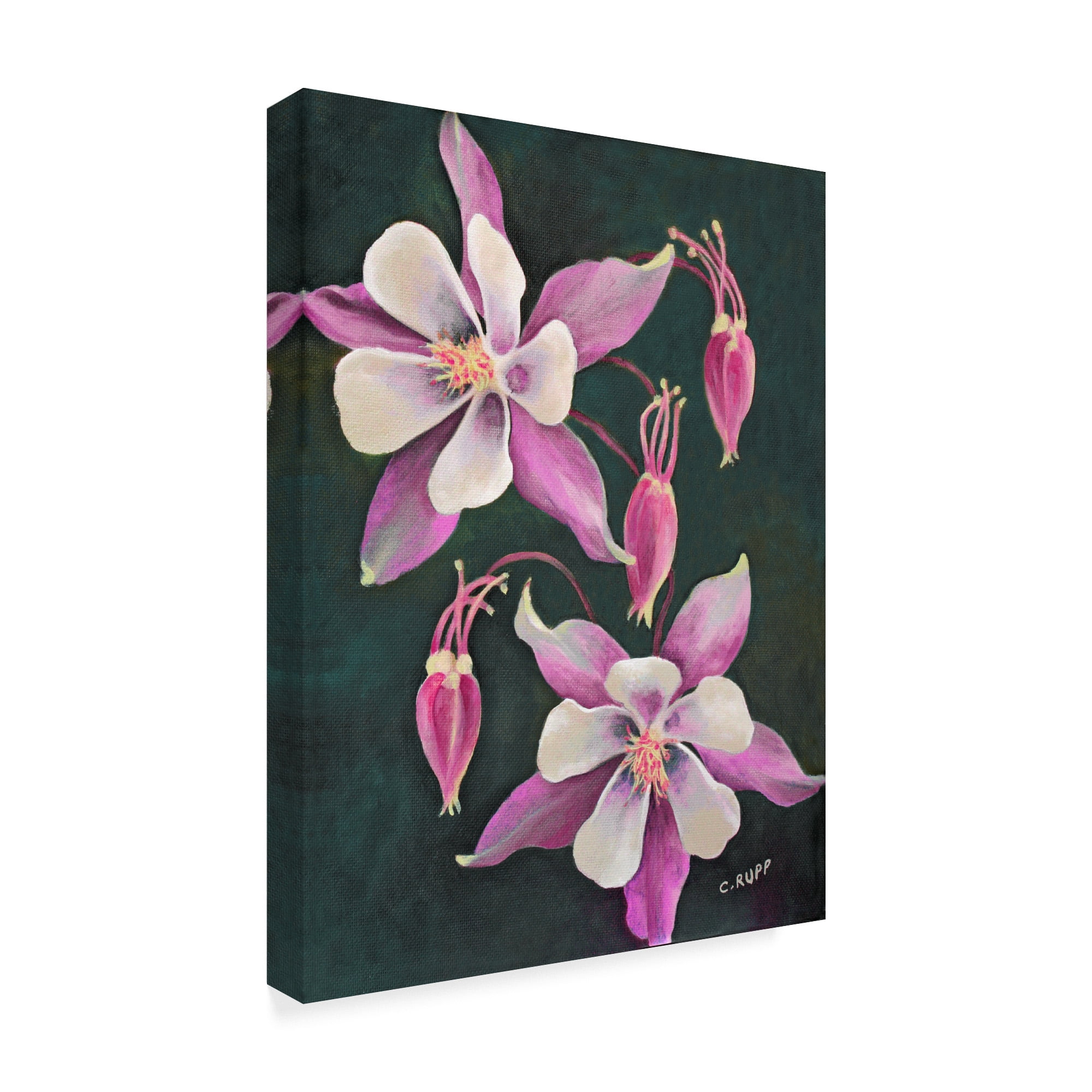 Trademark Fine Art 'Pink Columbine Flowers' Canvas Art by Carol J Rupp