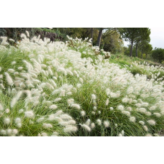 30 Seeds WHITE FOUNTAIN GRASS Pennisetum Villosum Ornamental Flower Seeds