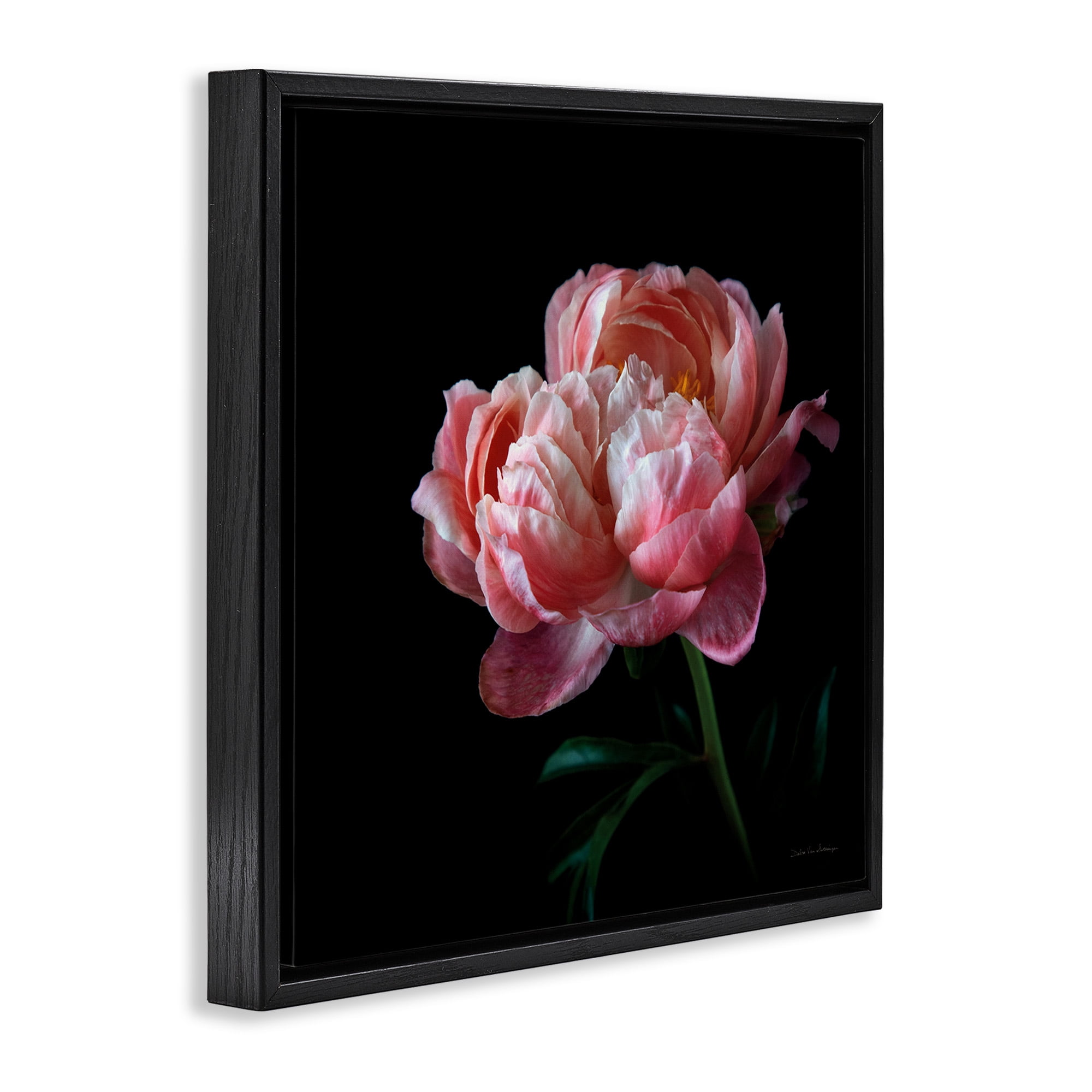 Stupell Industries Dark Rose Photography Botanical & Floral Photography Black Floater Framed Canvas Art Print Wall Art, 25 x 25