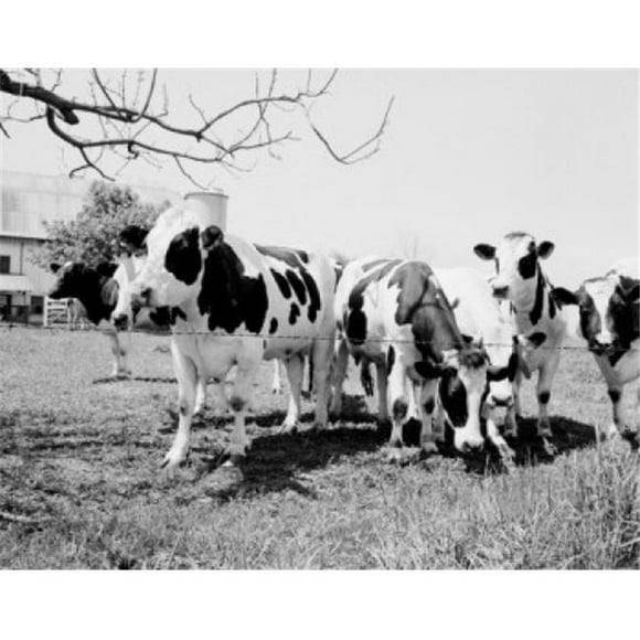 Posterazzi SAL255424671 Cows Grazing on Pasture Poster Print - 18 x 24 in.
