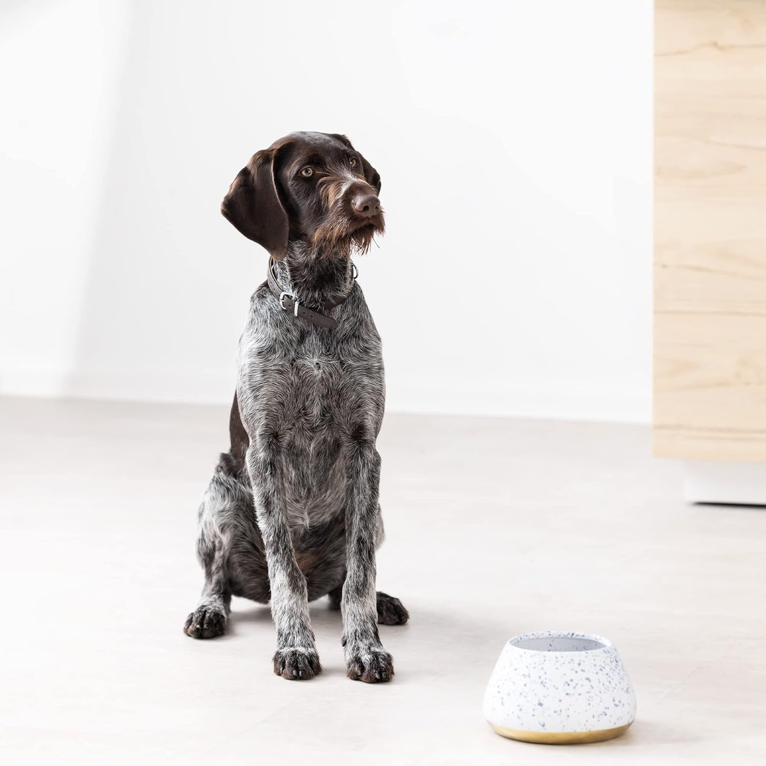 Dry ear dog bowl sale