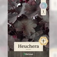 thumbnail image 2 of 1 gal. Magma Coral Bells (Heuchera), 2 of 9