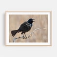 thumbnail image 2 of The Mighty Grackle - Minnesota Photography Bird Wildlife Nature Animal Scenic Woodland Unframed Wall Art Print 20 x 28 inches, 2 of 7