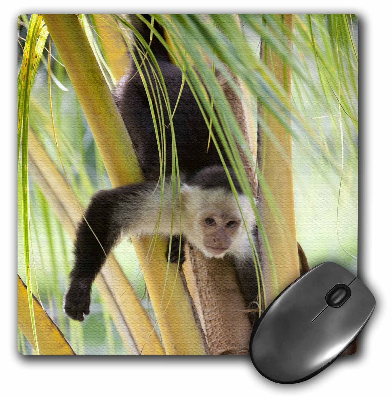 3dRose Honduras, Bay Islands, Roatan, Spider Monkey - SA12 JME0116