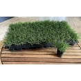 thumbnail image 6 of Bermuda Grass Plug Tray | EZ Plug 50 Grass Plugs Per Tray, 6 of 7