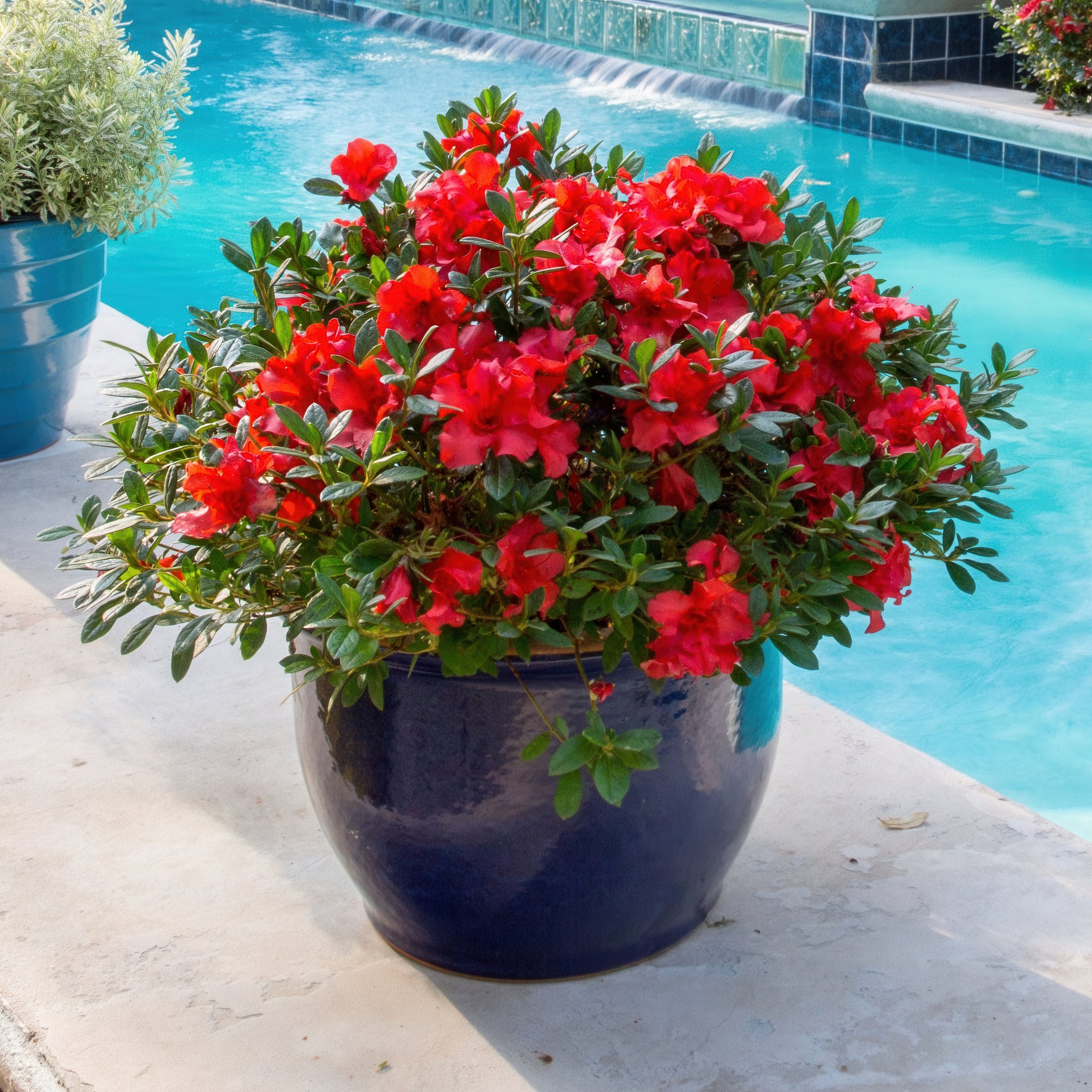 3 gal Azalea Massasoit Live Shrub Condition with Partial Sun Shade