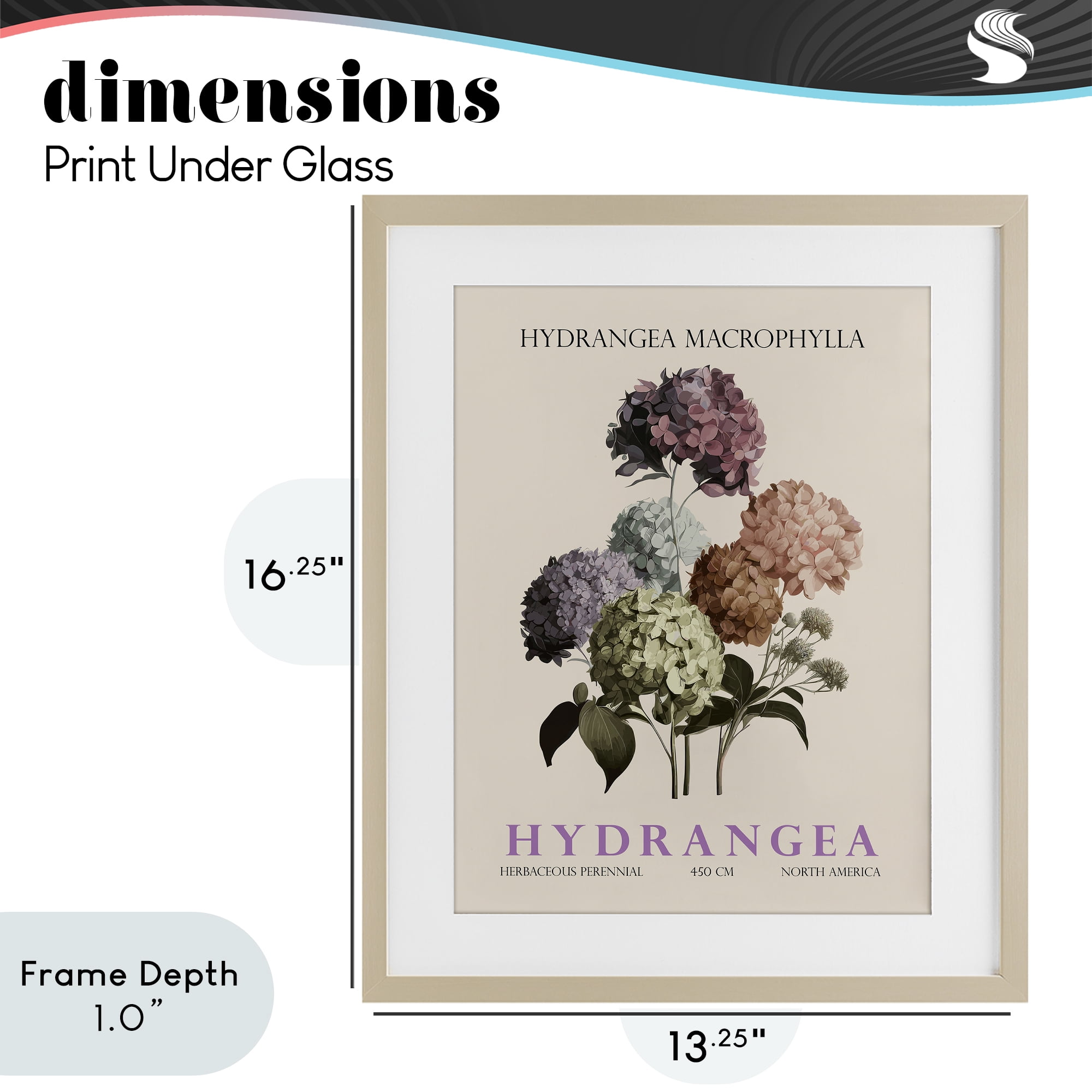 Stupell Industries Nature Hydrangea Bundle Birch Framed Print Under Glass, design by Christopher Giampietro