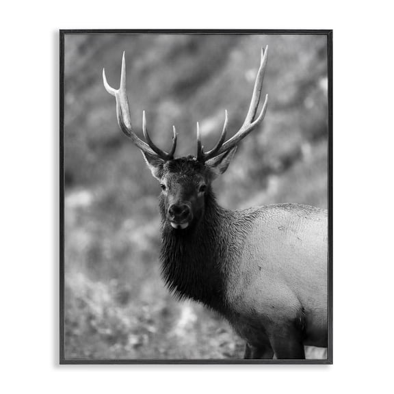 Stupell Industries Traditional Grey Elk Photography Black Framed Giclee Art, 11 x 14, by Daniel Sproul