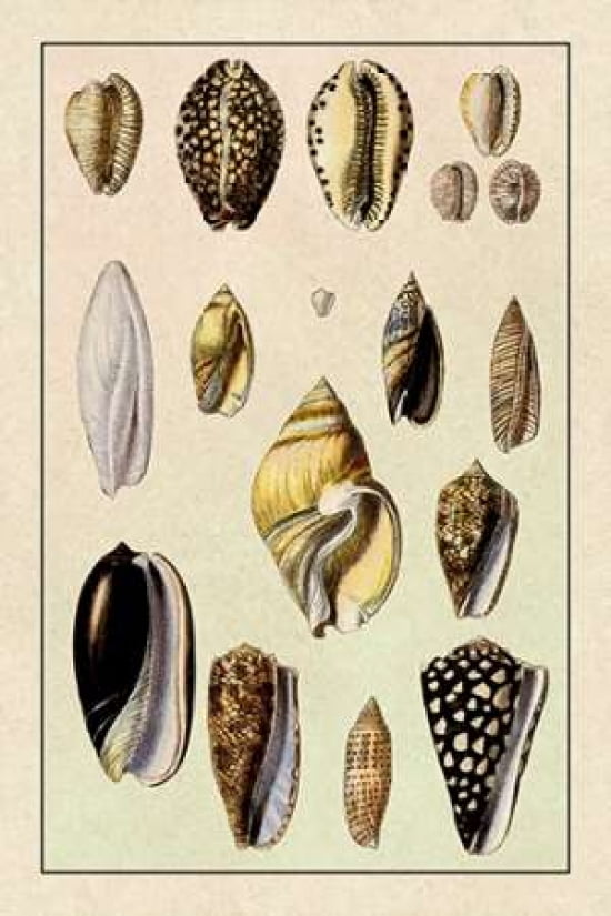 Shells Convoltae An